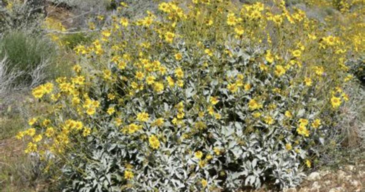 What Eats a Brittlebush