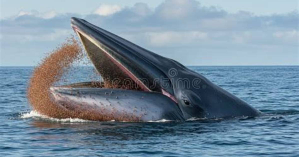 What Eats a Gray Whale