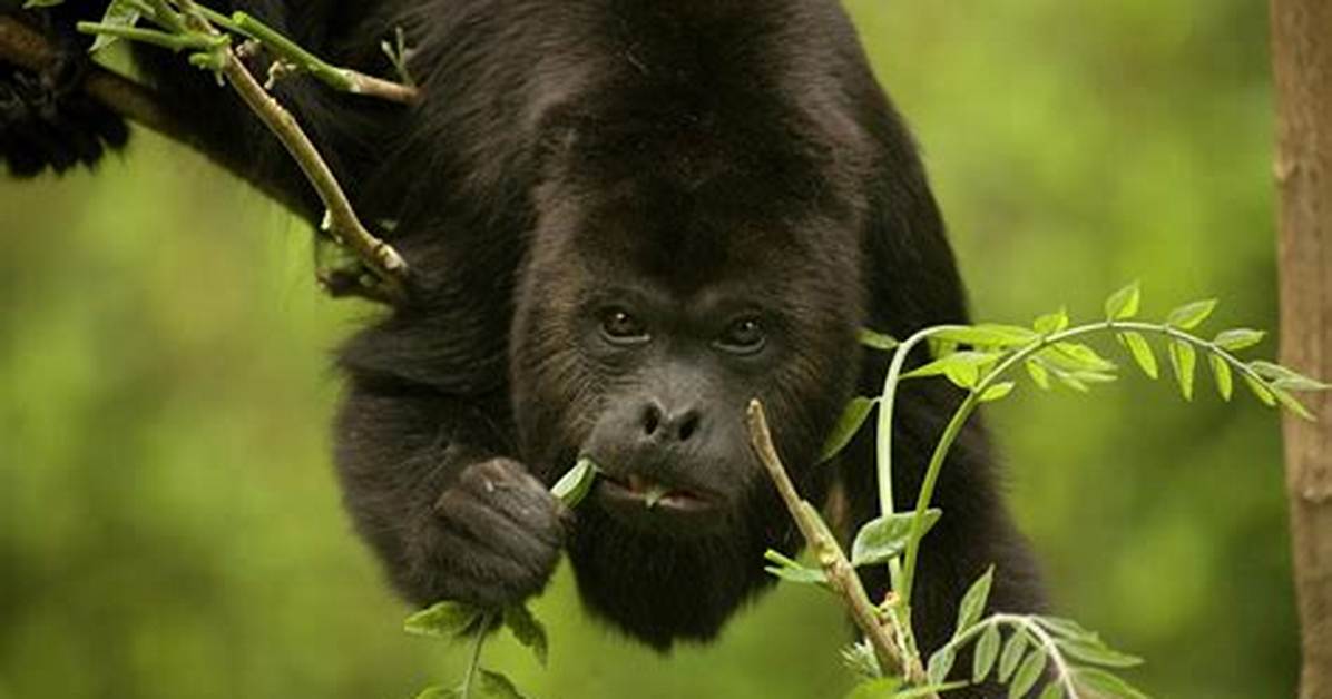 What Eats a Howler Monkey