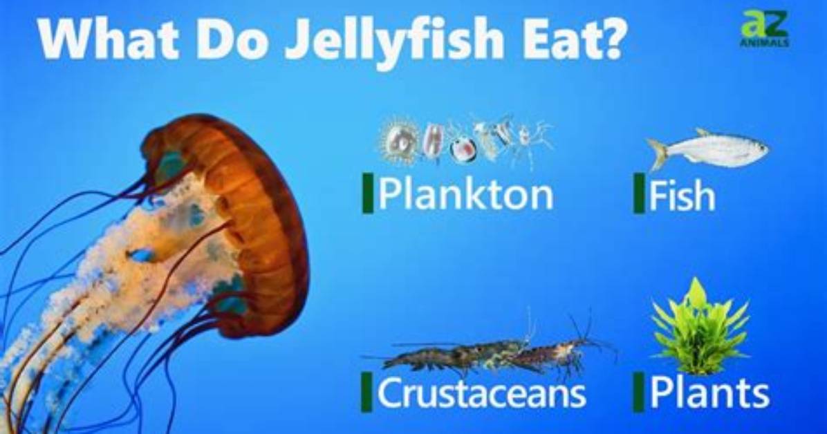 What Eats a Jellyfish?