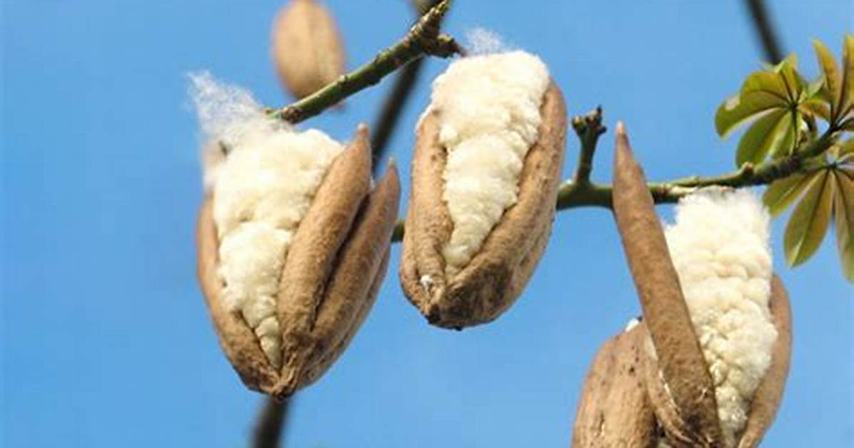 What Eats a Kapok Tree