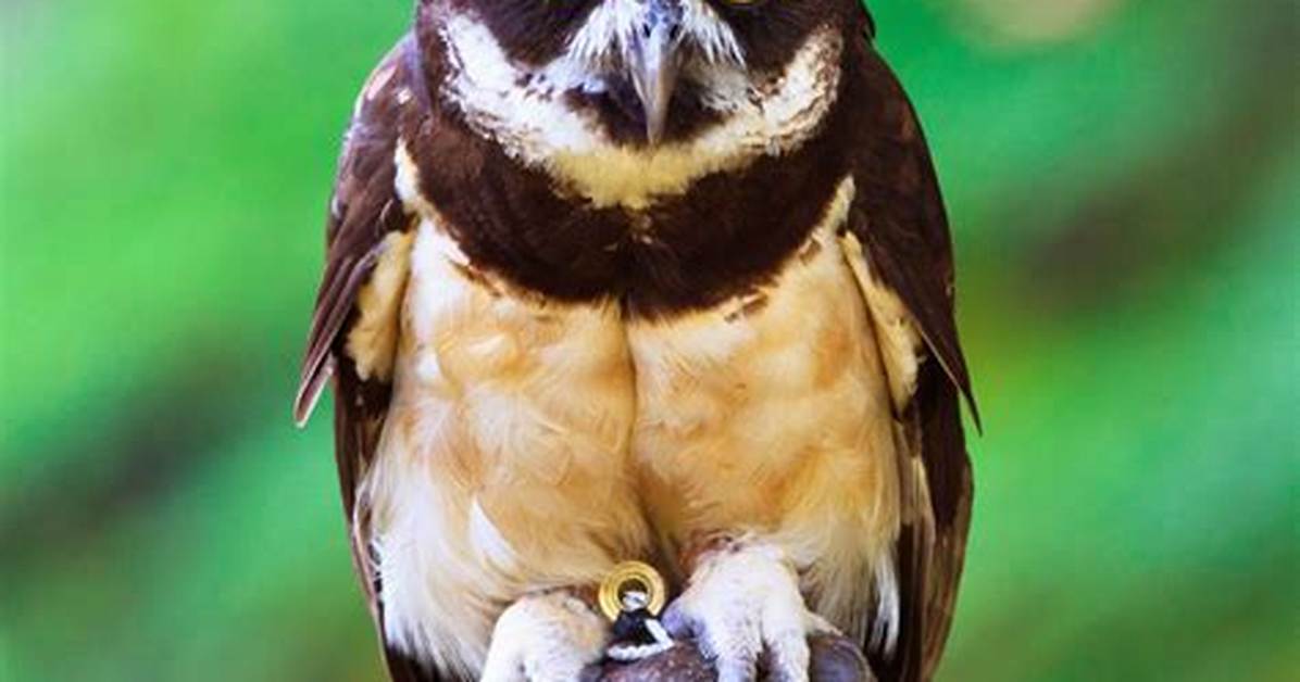 What Eats a Spectacled Owl