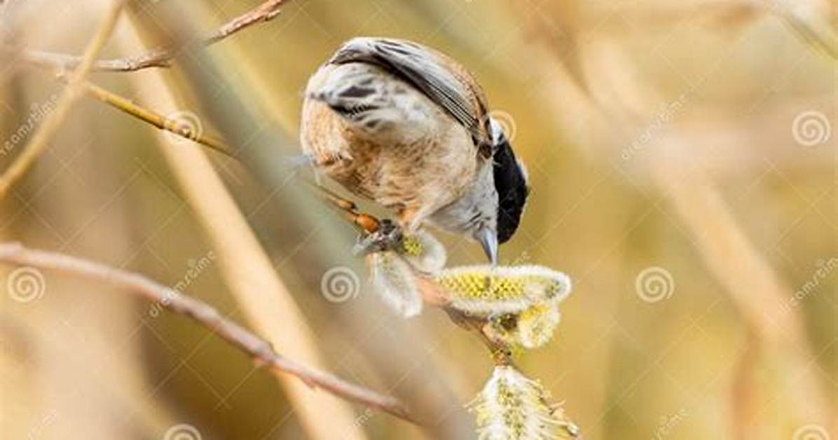 What Eats a Willow Tree