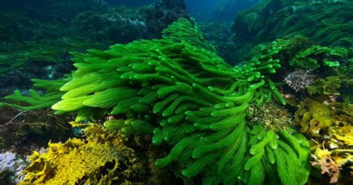 What Eats Algae in the Coral Reef