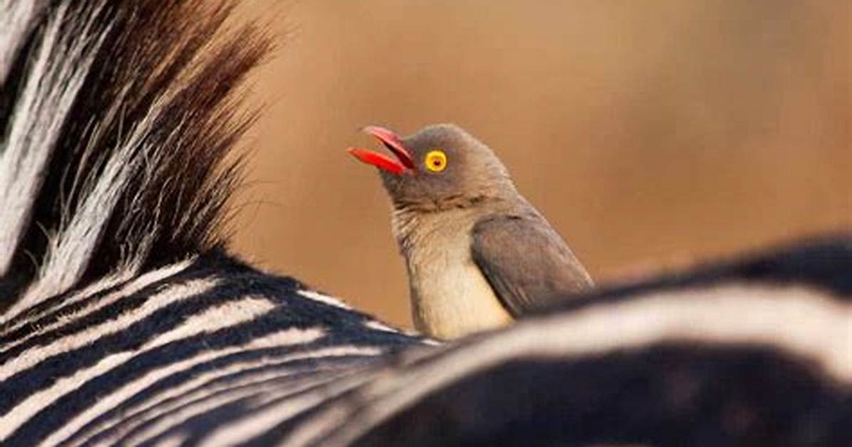 What Eats an Oxpecker?