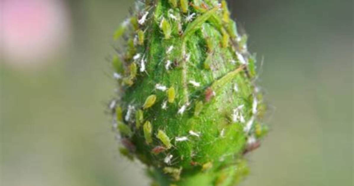 What Eats Aphids on Roses