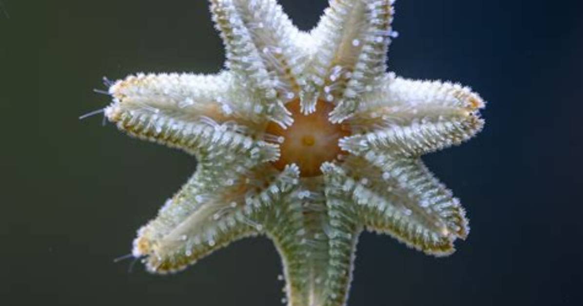 What Eats Asterina Starfish