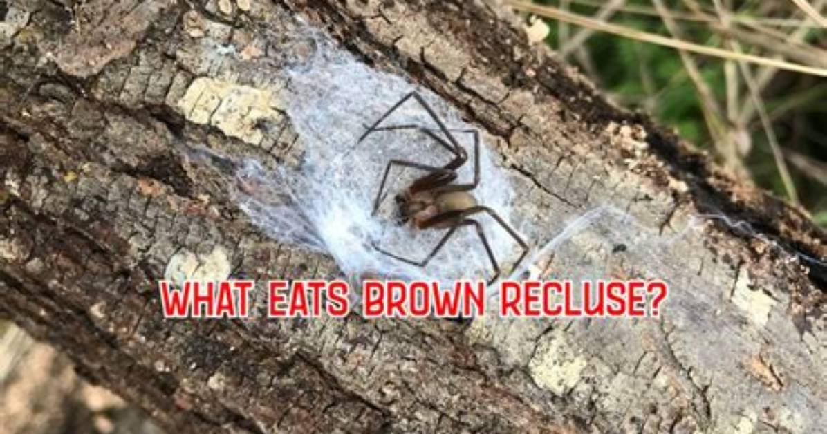 What Eats Brown Recluse Spiders
