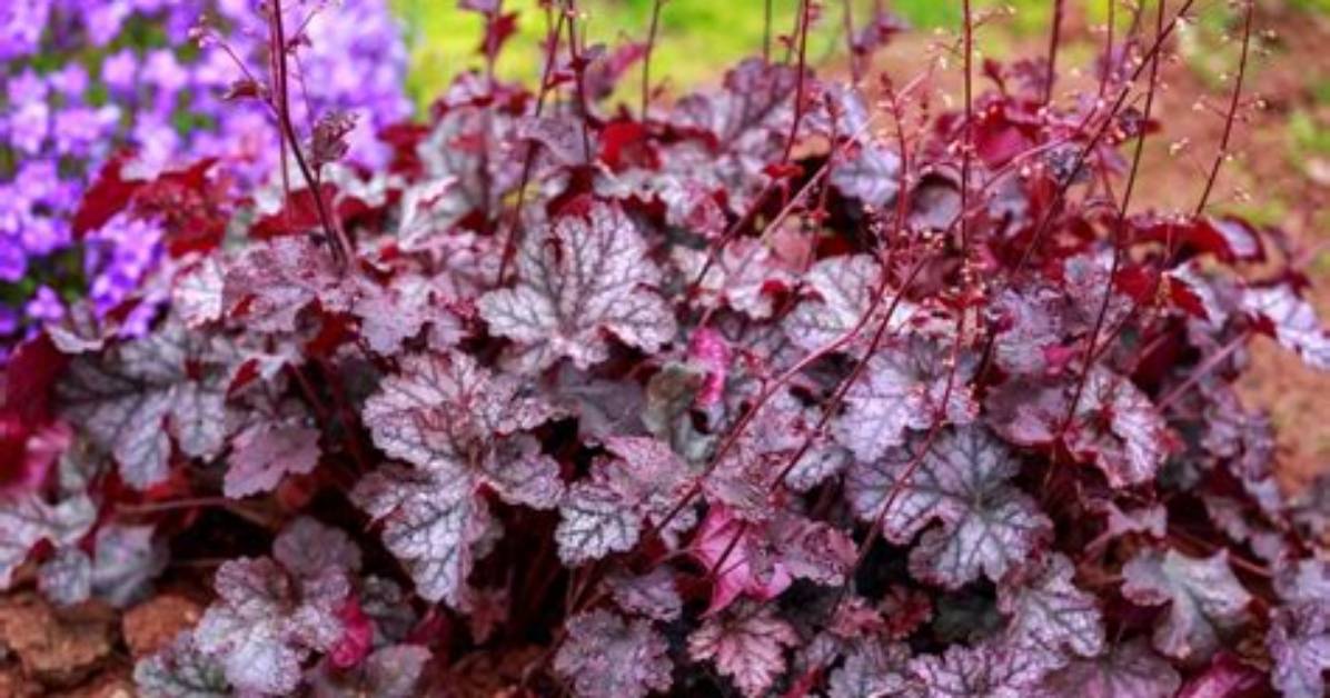 What Eats Heuchera Leaves?
