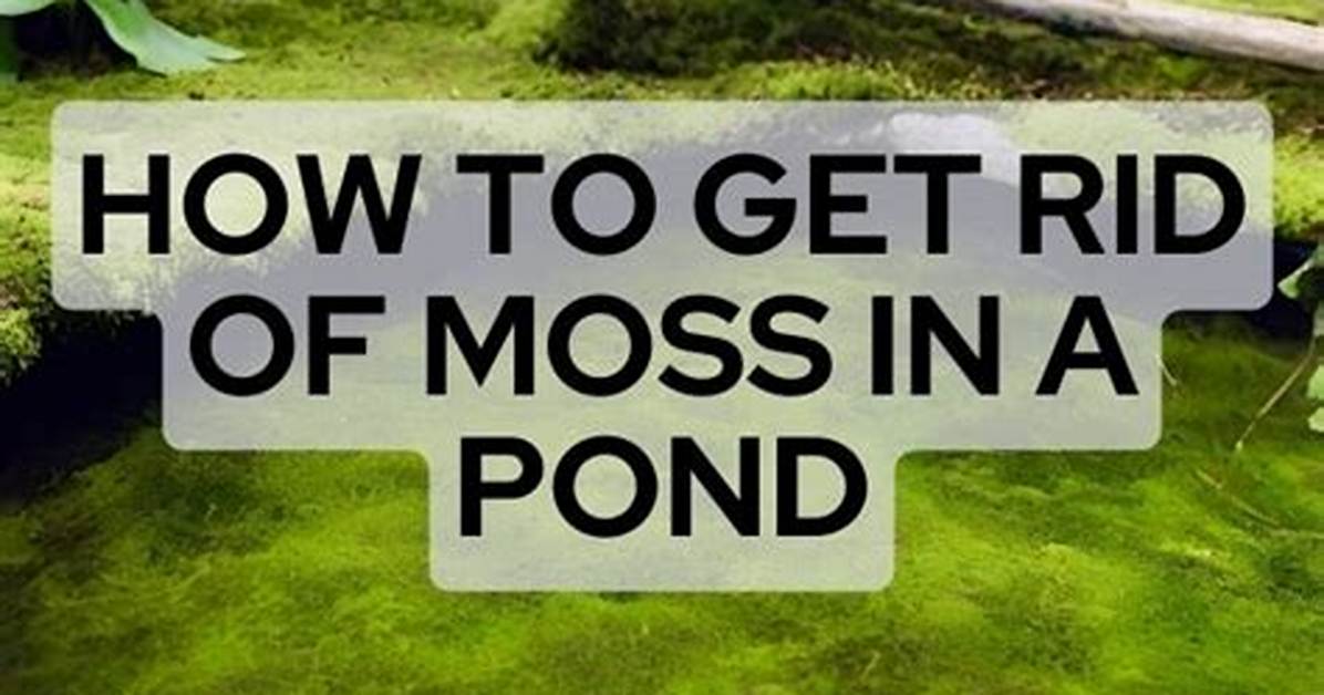 What Eats Moss in a Pond