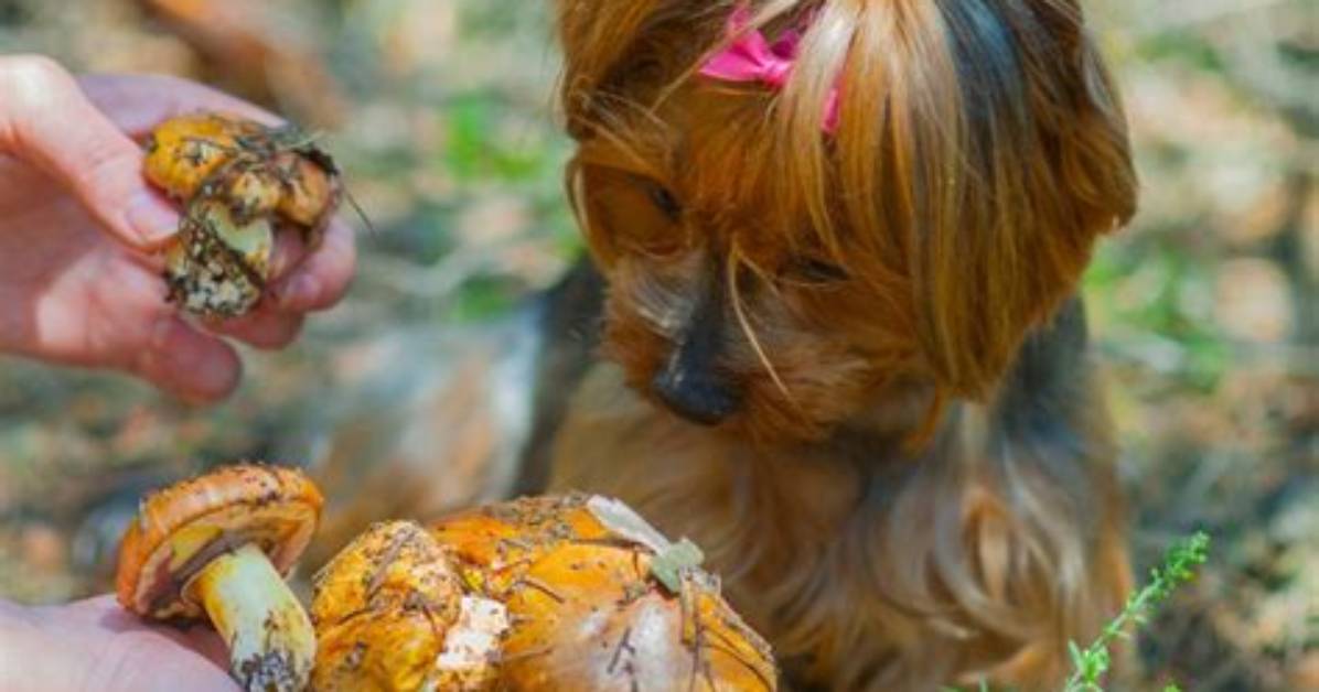 What Eats Mushrooms