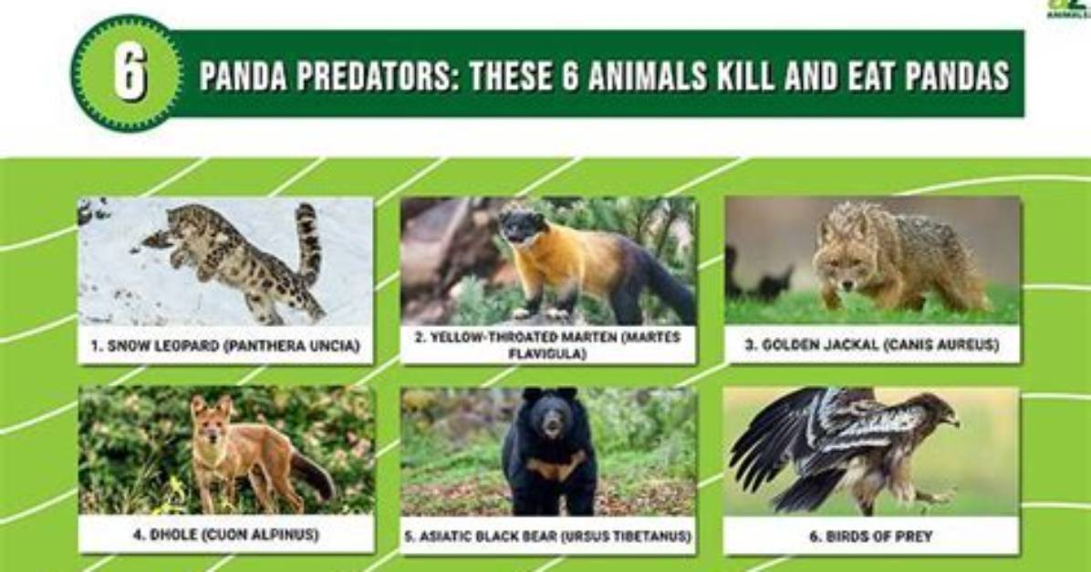 What Eats Red Pandas?