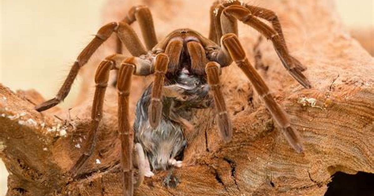 What Eats the Goliath Bird Eating Spider