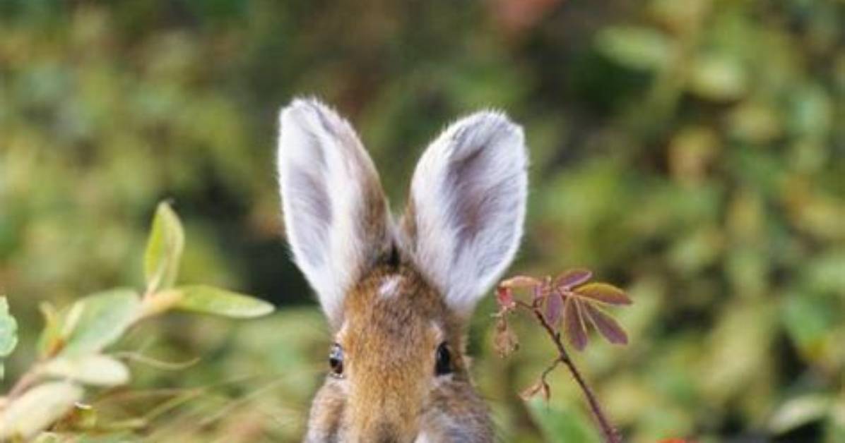 What Eats the Snowshoe Hare