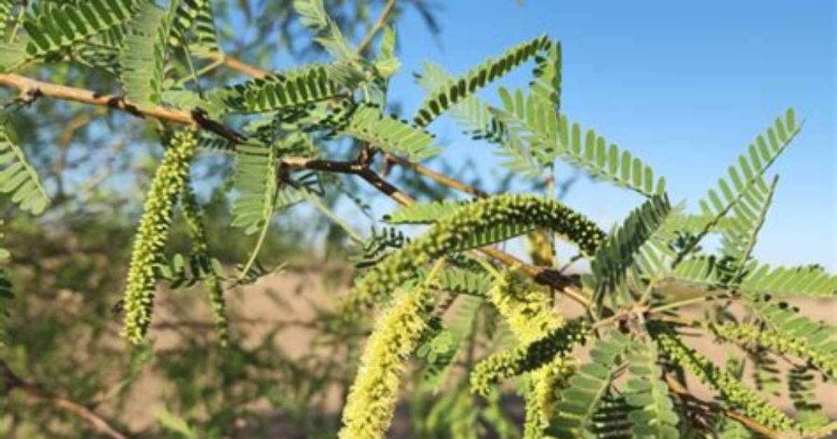 What Eats Velvet Mesquite