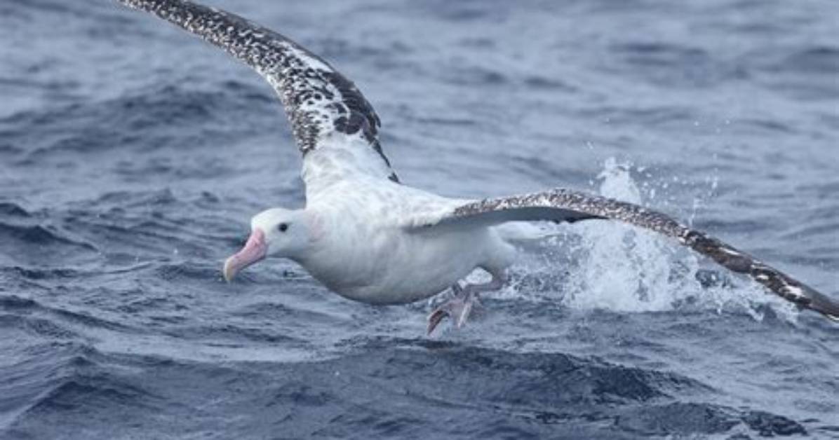 What Eats Wandering Albatross