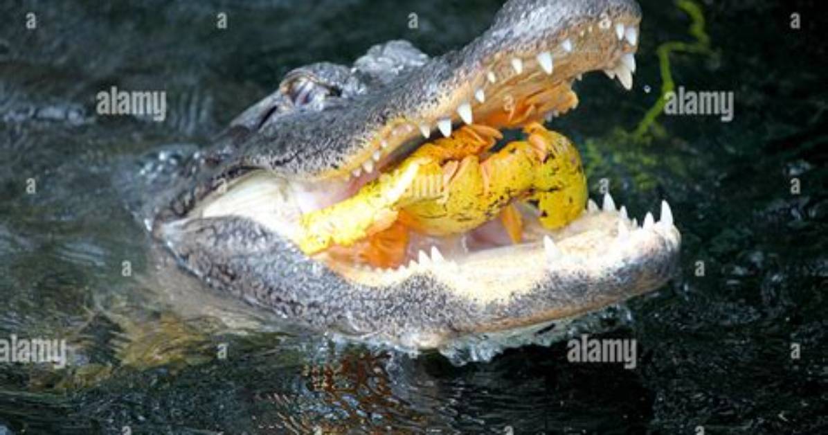 What Eats What in a Pond