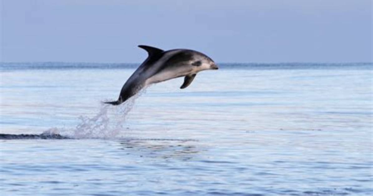 What Eats White Beaked Dolphin?