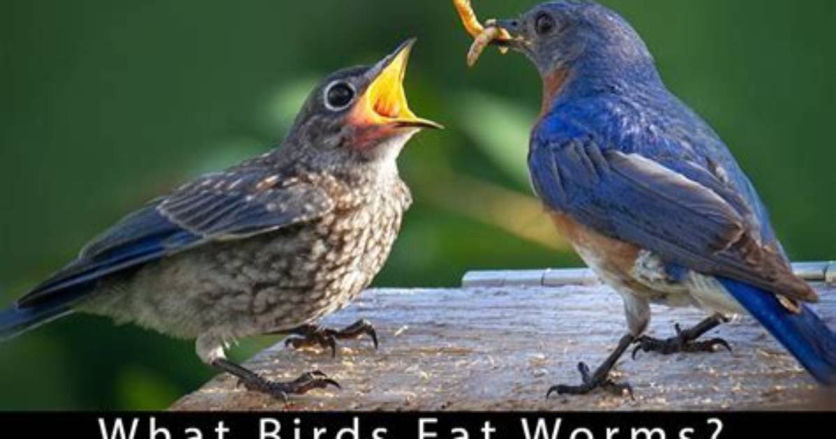 What Eats Worms Besides Birds