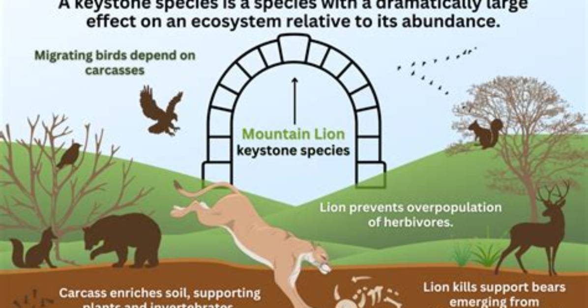 What Effect Does a Keystone Predator Have on Its Habitat?