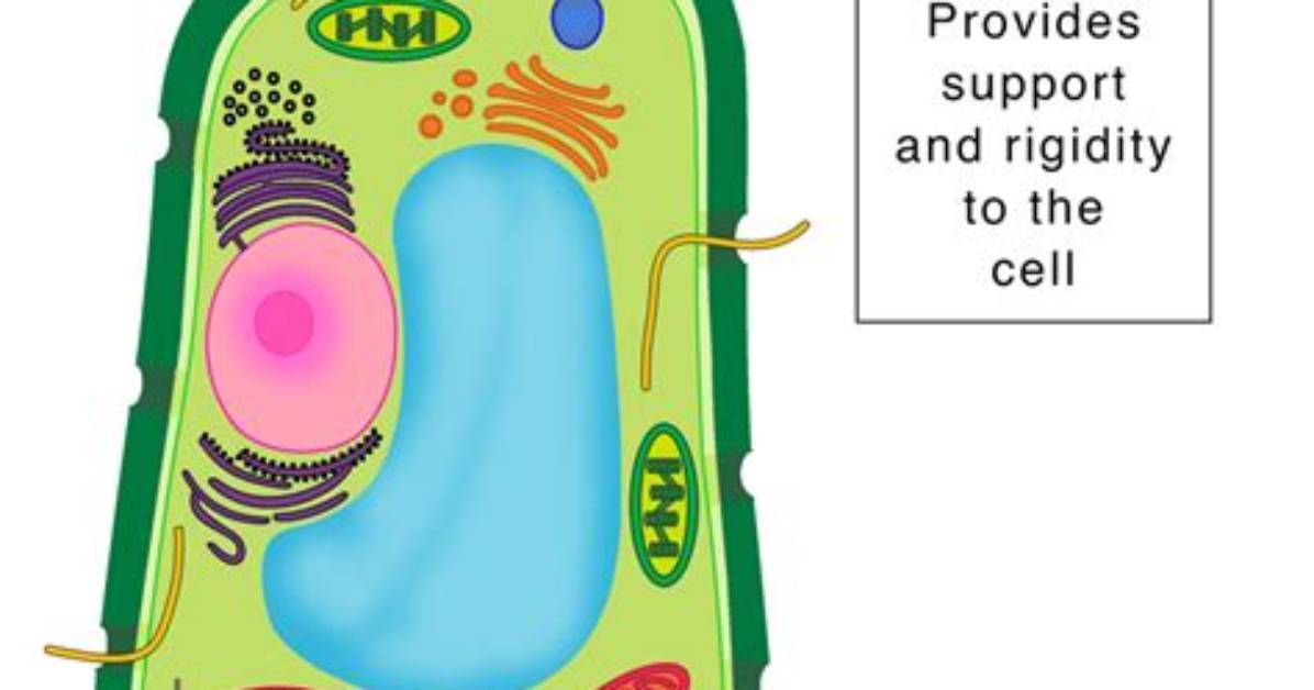 What Effect Does the Cell Wall Have on the Shape of the Organism