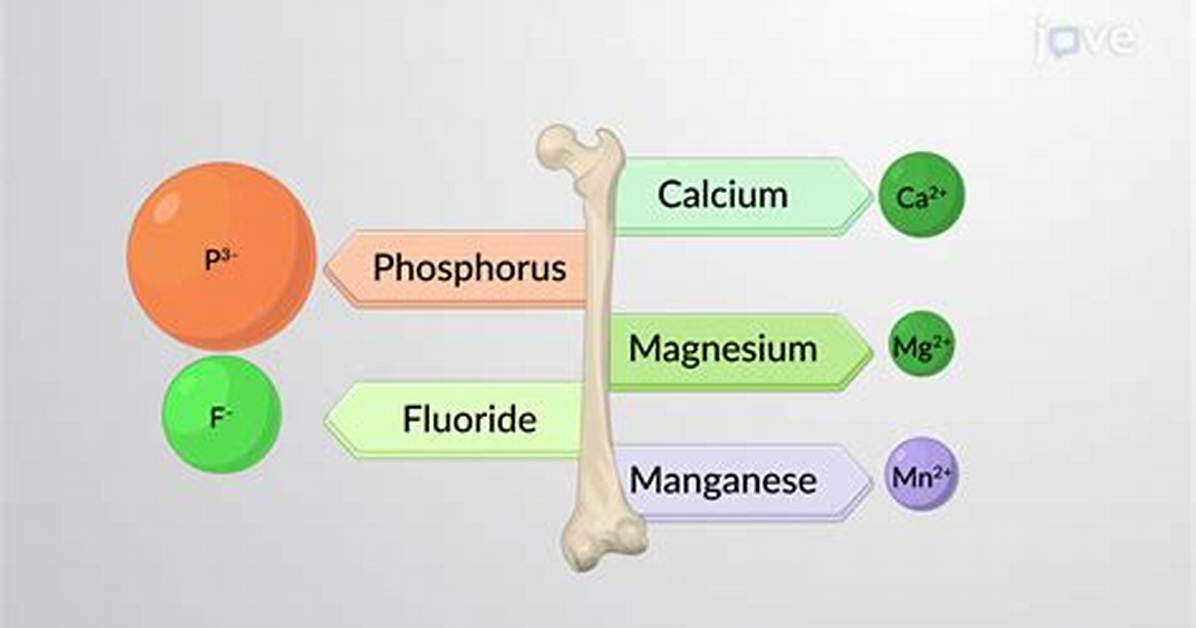 What Element Is Needed for Strong Bones and Teeth
