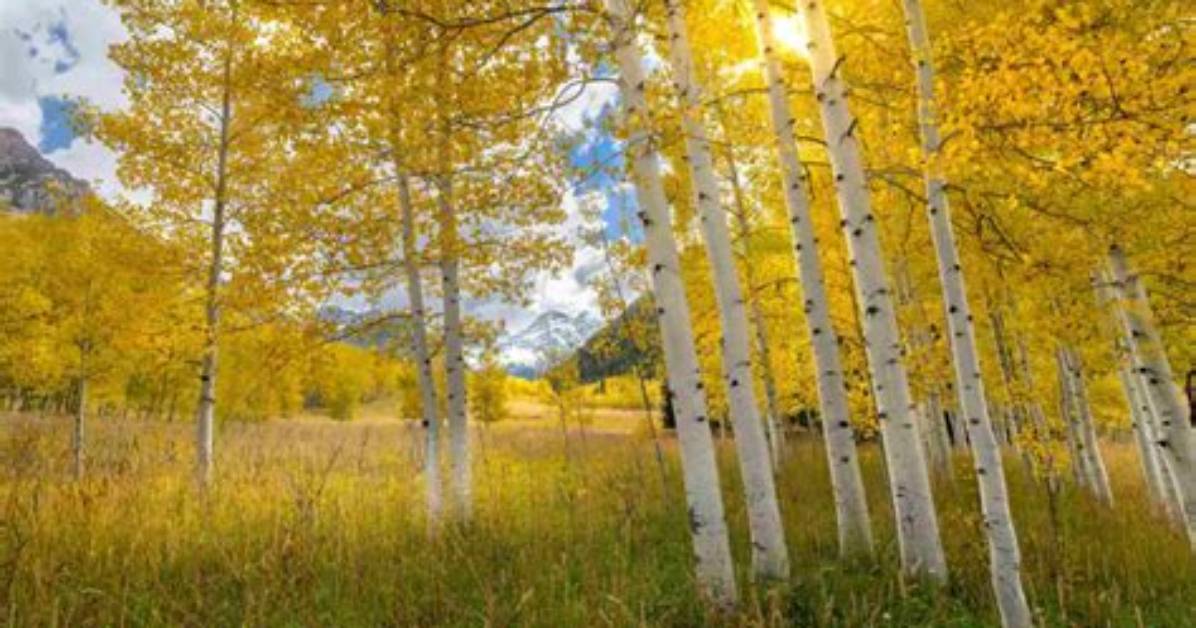 What Elevation Do Aspen Trees Grow