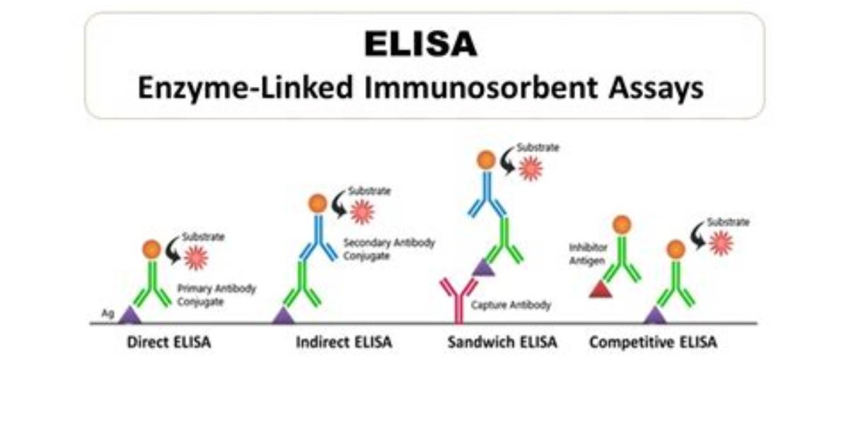 What Elisa Stand for?