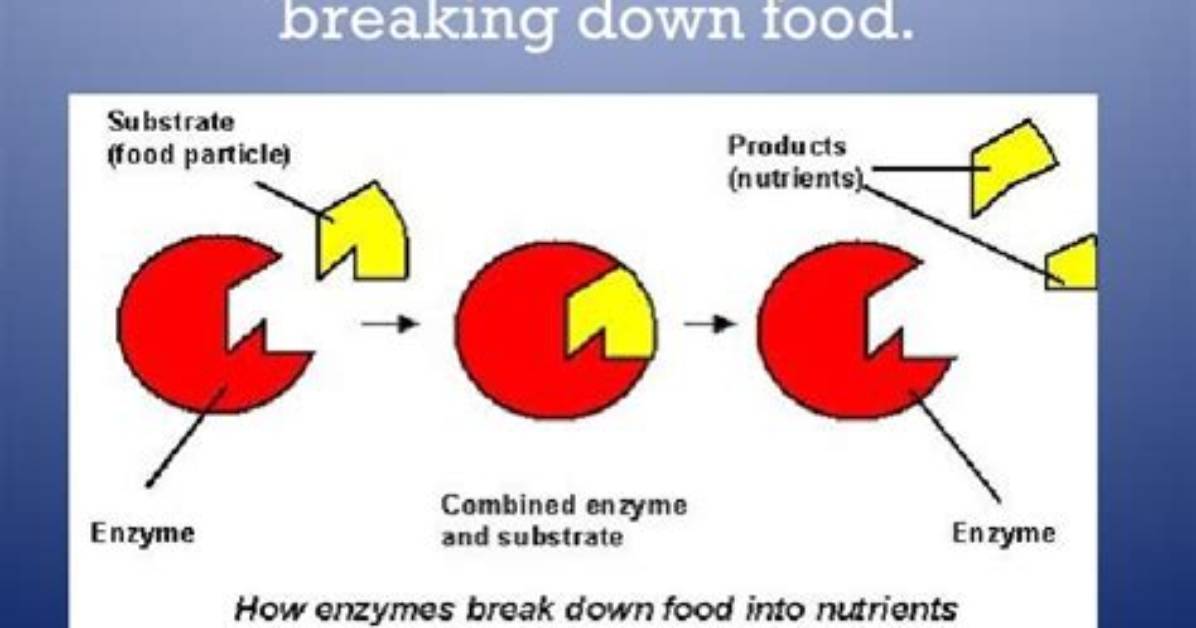 What Enzyme Breaks Down Aspartame