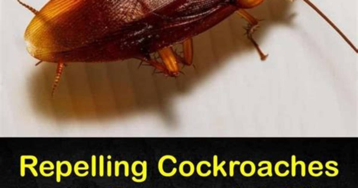 What Essential Oils Do Roaches Hate?