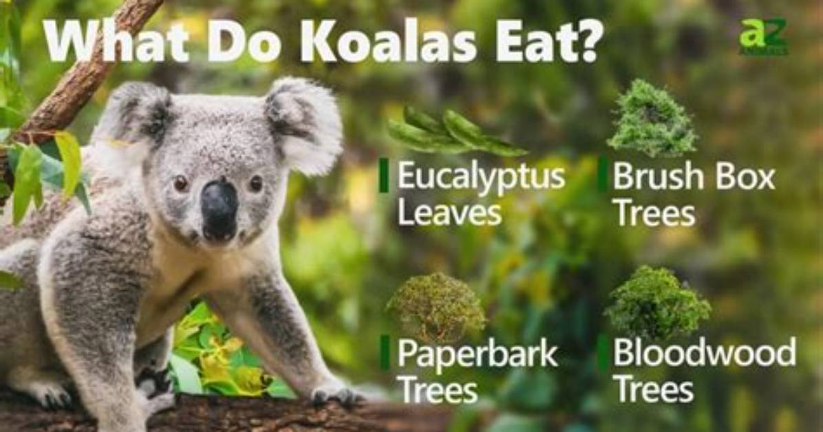 What Eucalyptus Do Koalas Eat?