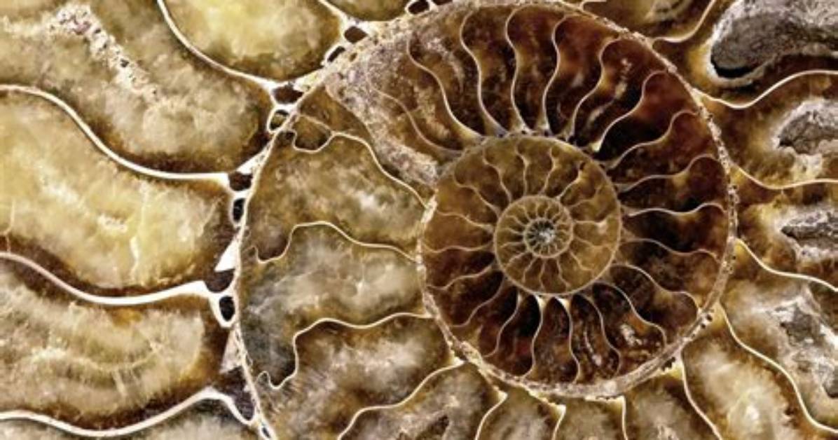 What Explains a Pattern Found in Nature