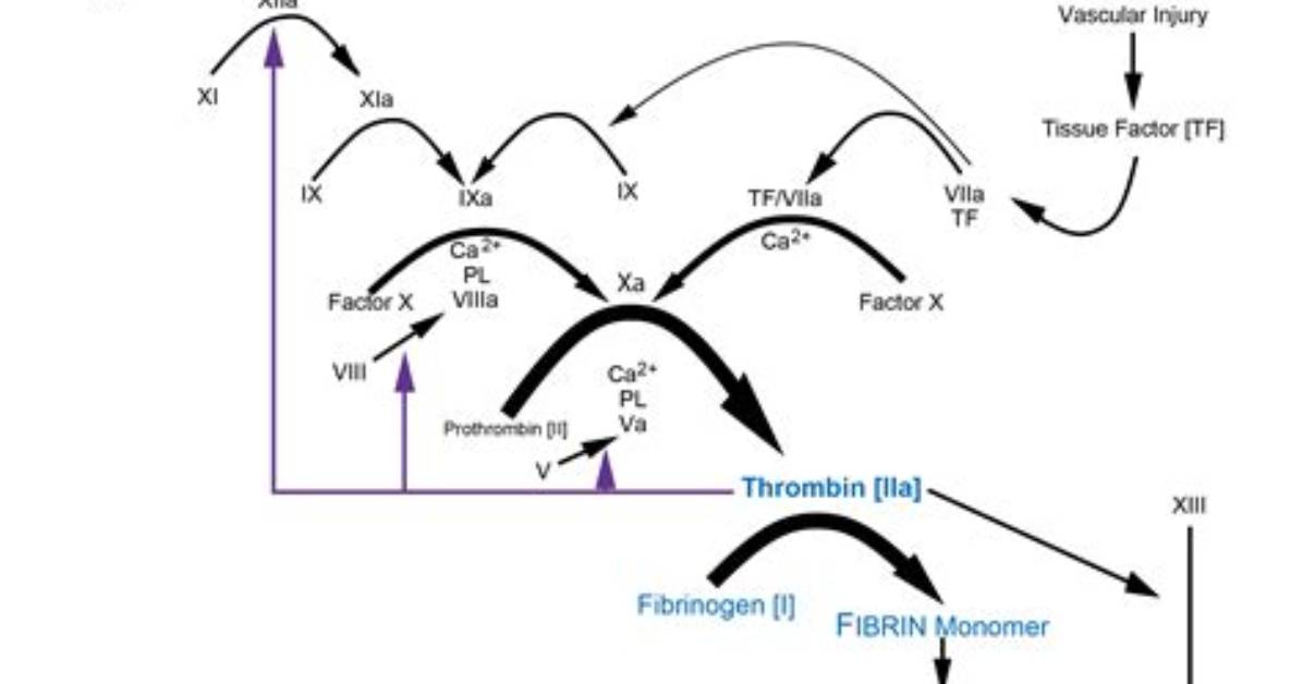 What Factor Is Thrombin