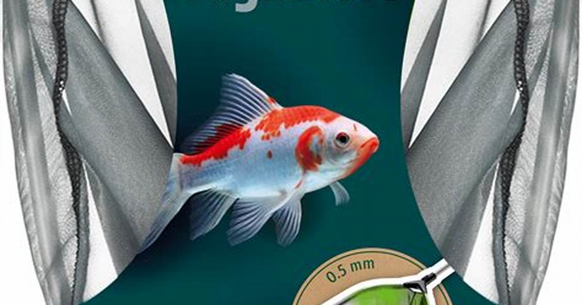 What Feeds on Algae - Lisbd-Net. Com