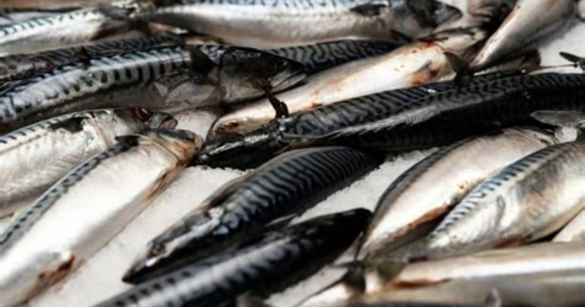What Fish Are Overfished?