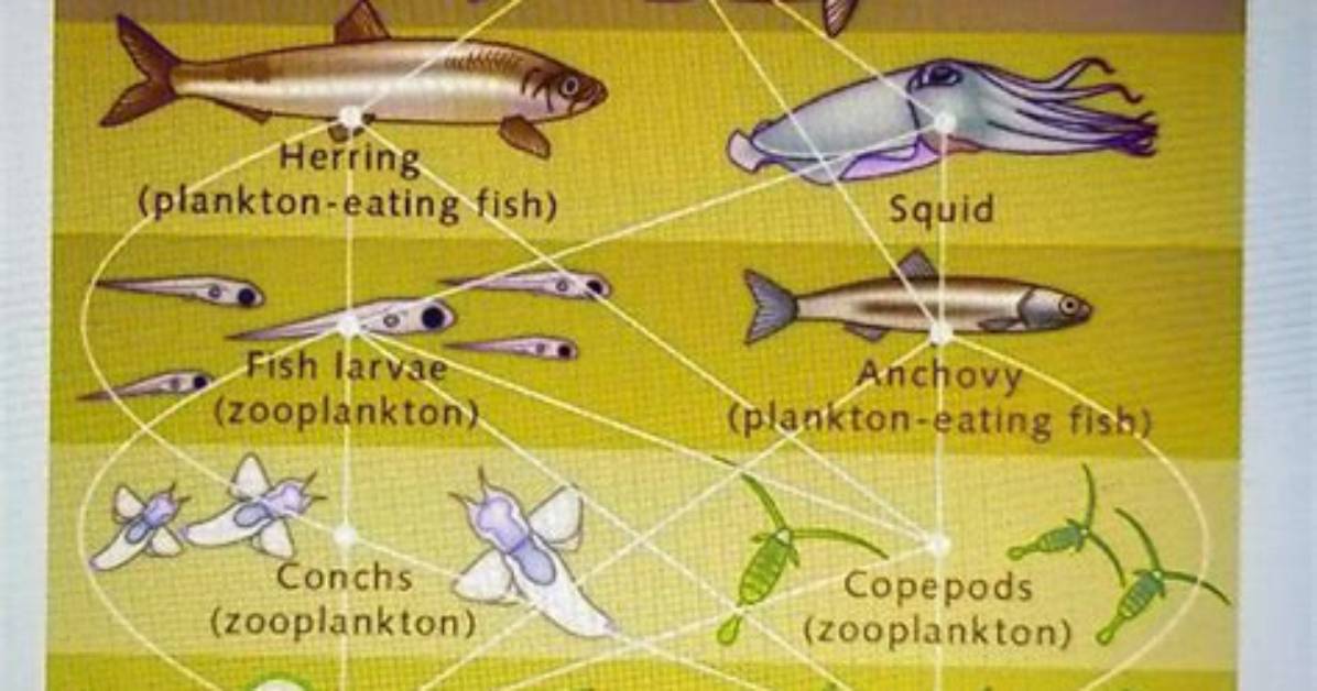 What Fish Eat Phytoplankton - Lisbd-Net. Com