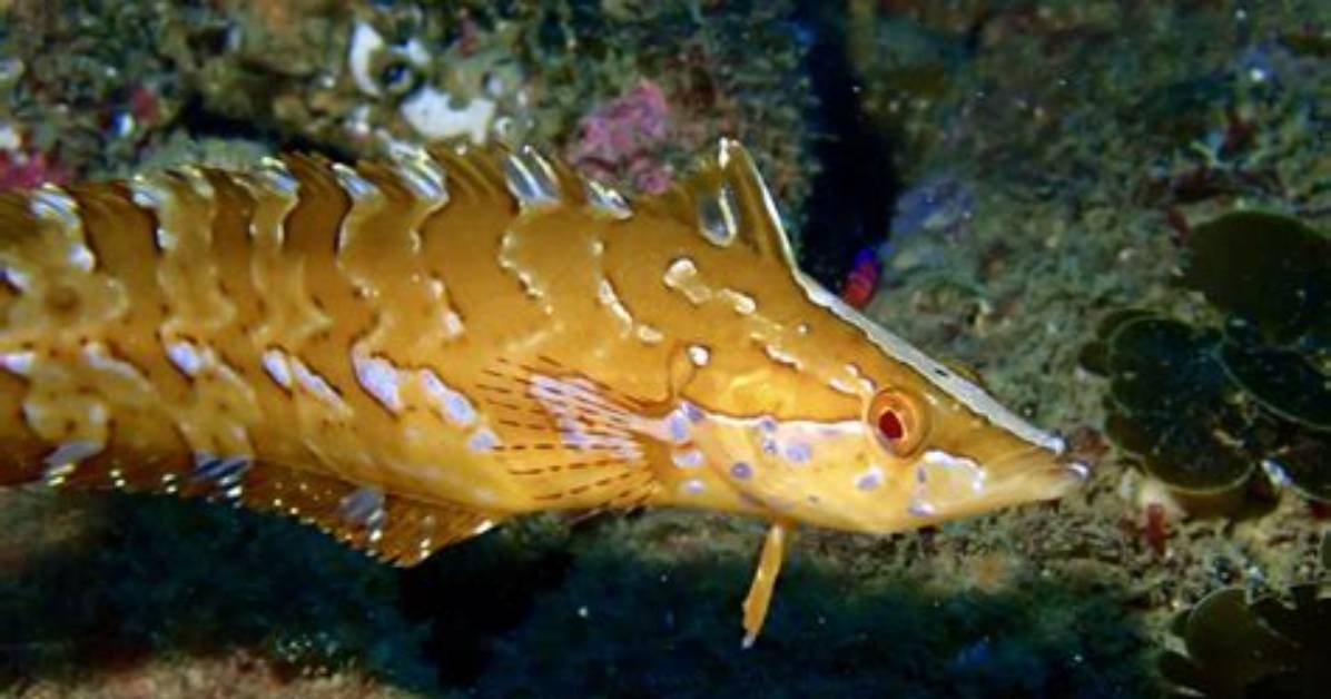What Fish Eats Kelp - Lisbd-Net. Com