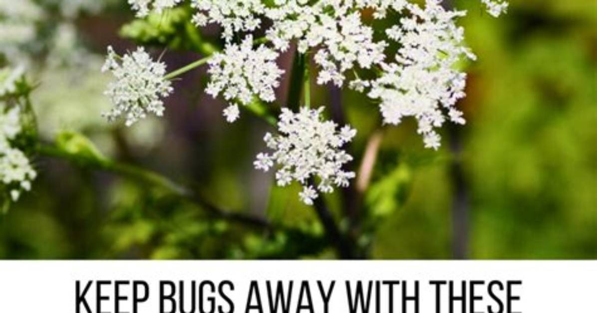 What Flowers Keep Bugs out of Garden
