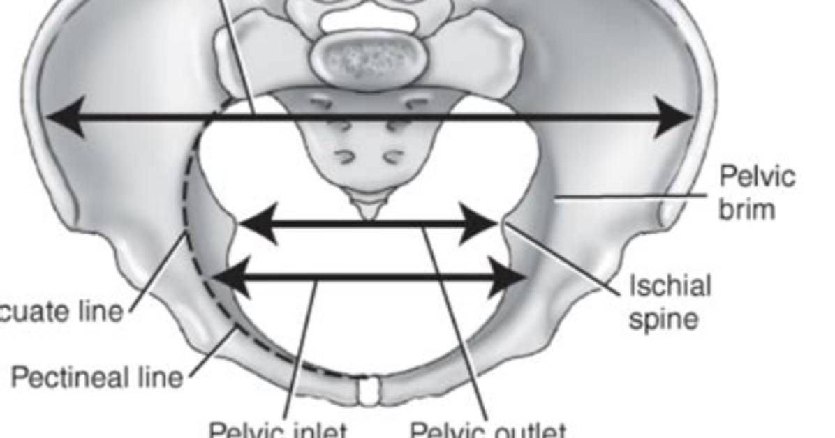 What Forms Pectineal Line?