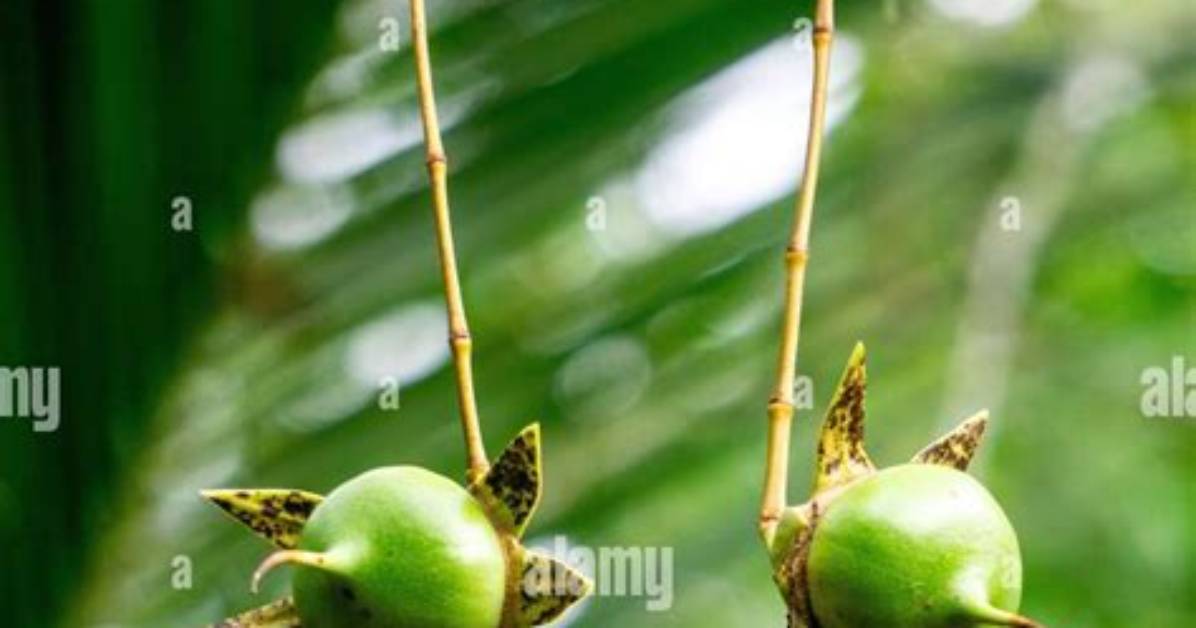 What Fruit Cannot Be Eaten?