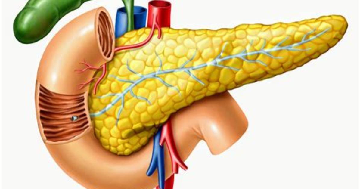 What Function Does the Pancreas Serve in a Negative Feedback System