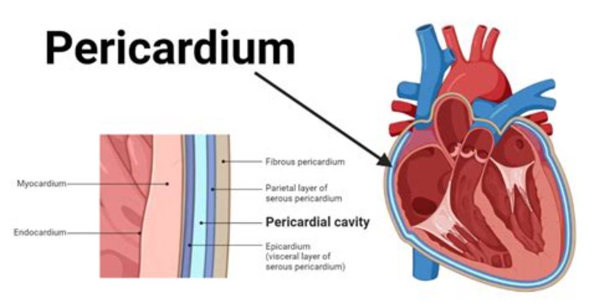 What Function Does the Pericardial Sac Have?