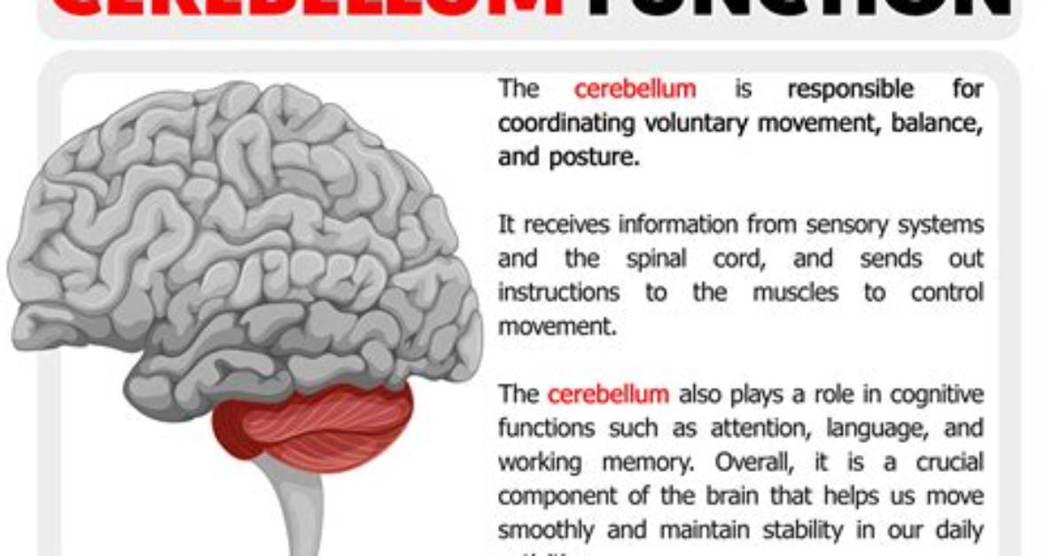 What Functions Do the Cerebellum Control