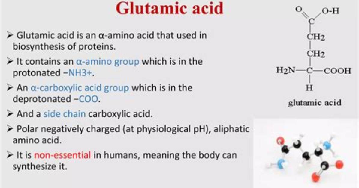 What Glutamic Acid Used for?