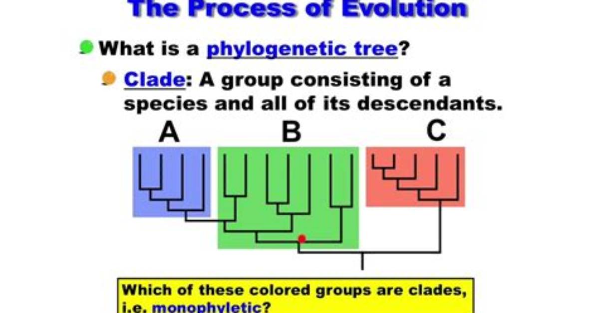 What Groups Form a Clade