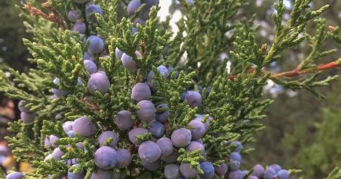What Grows Juniper Berries