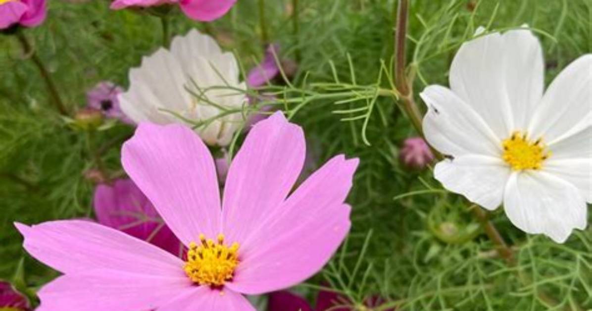 What Grows Well with Cosmos