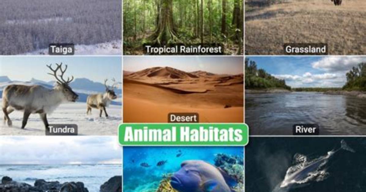 What Habitat Do Humans Live In