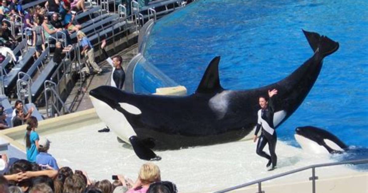 What Happened Blackfish