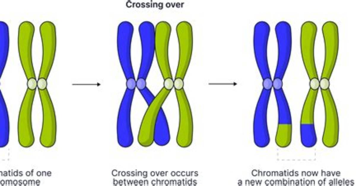 What Happens During Crossing Over